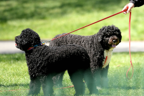 Barack and Michelle Obama's Dogs