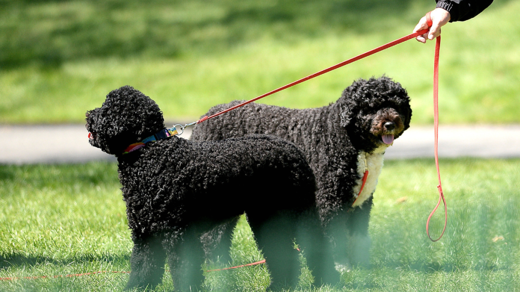 Barack and Michelle Obama's Dogs