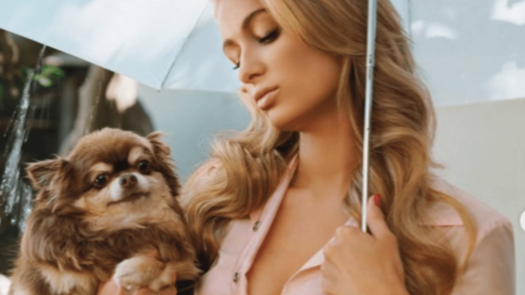 Paris Hilton dog