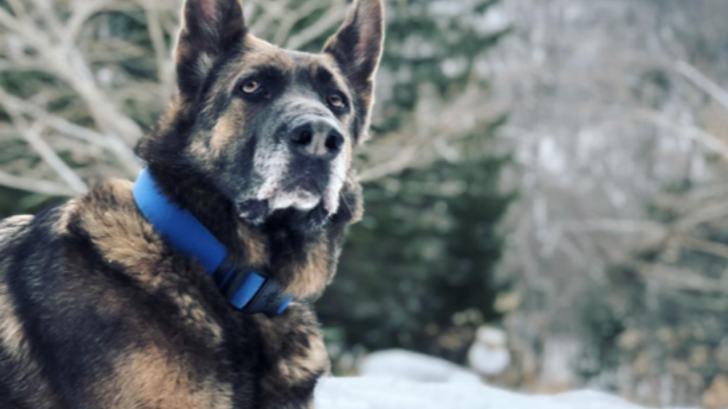 Kaley Cuoco's Dog Blue