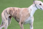 Crufts 2025 Winner Whippet Miuccia Best in Show Age Birthday Parents