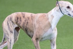 Crufts 2025 Winner Whippet Miuccia Best in Show Age Birthday Parents