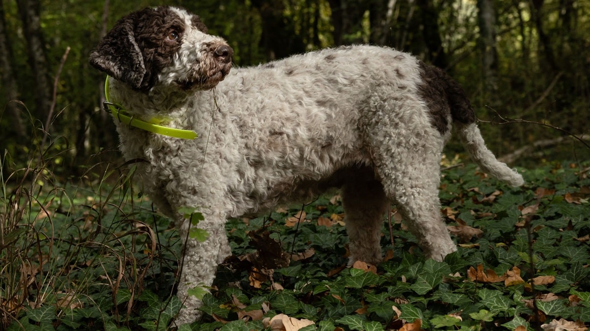 King Charles' Dog Snuff: Age, Breed & More - DogTime