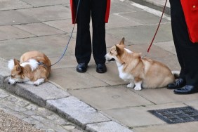 What Happened Queen Elizabeth Dogs Corgis Muick Sandy Where Are They Now