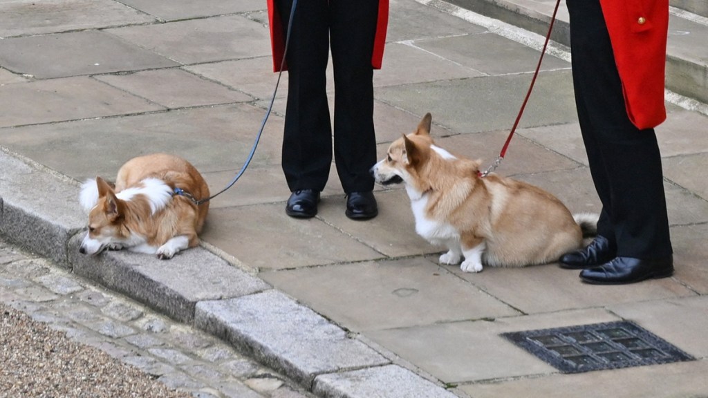 What Happened Queen Elizabeth Dogs Corgis Muick Sandy Where Are They Now