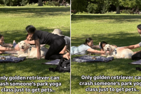 Golden Retriever dog video