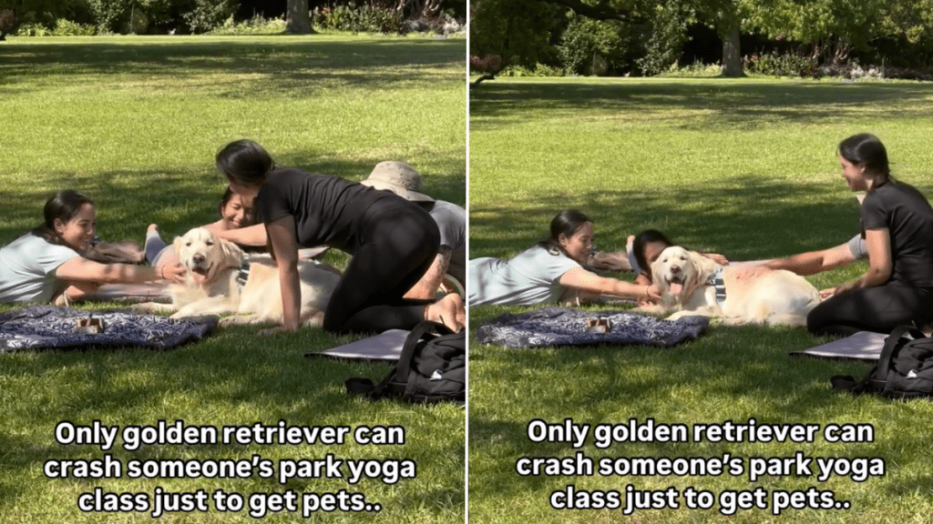 Golden Retriever dog video