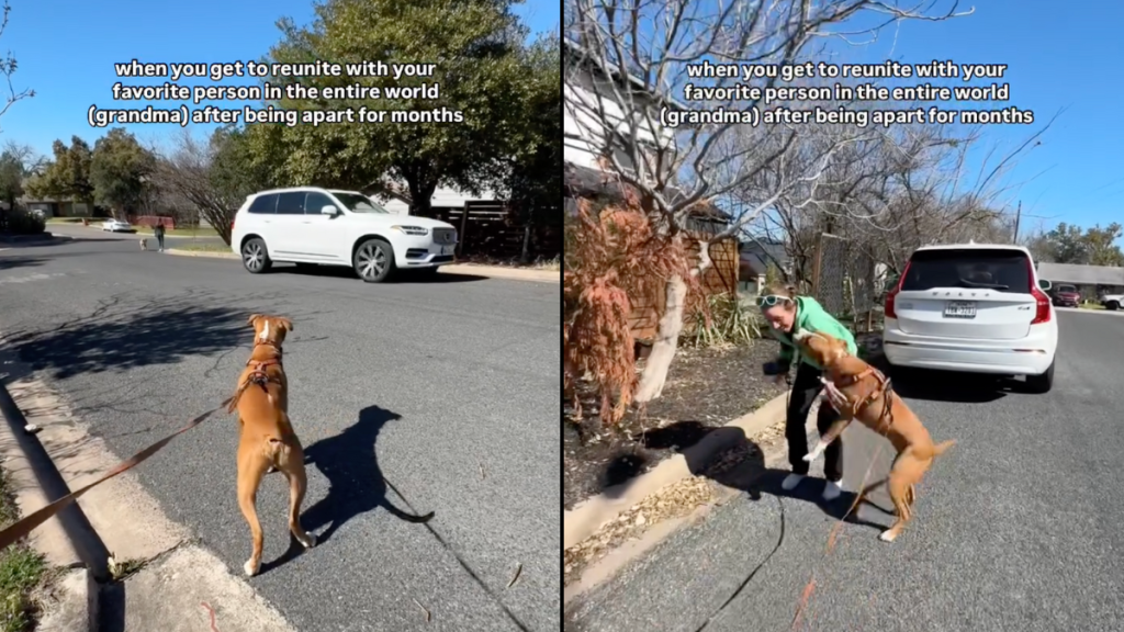 rescue dog meeting video