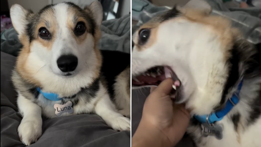 dog angel pure choas