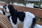 Olivia Munn's Dog Sir Chancelot