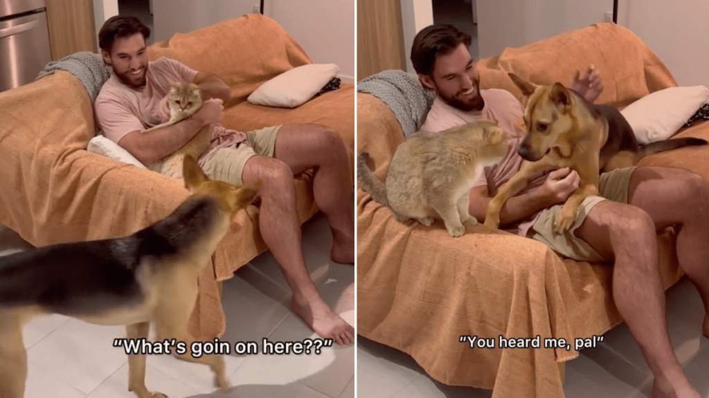 rescue dog owner cuddling video