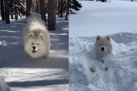 Dog’s epic snow day.