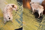 Dog twerking and asking for back scratch.