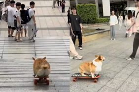 Video of dog skateboarding
