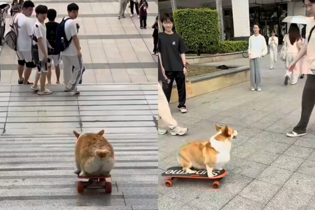 Video of dog skateboarding