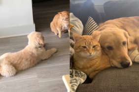 Video of dog and cat becoming friends.