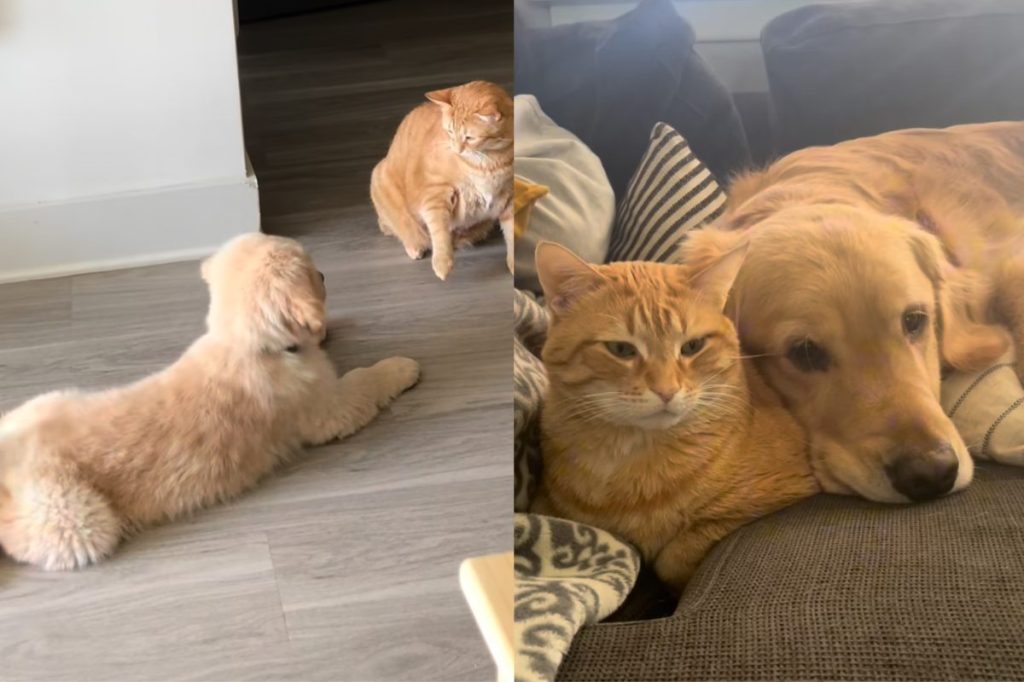 Video of dog and cat becoming friends.