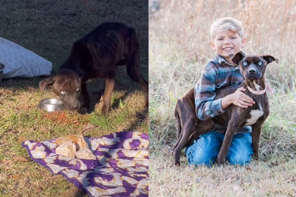 Video of stray dog with new family.