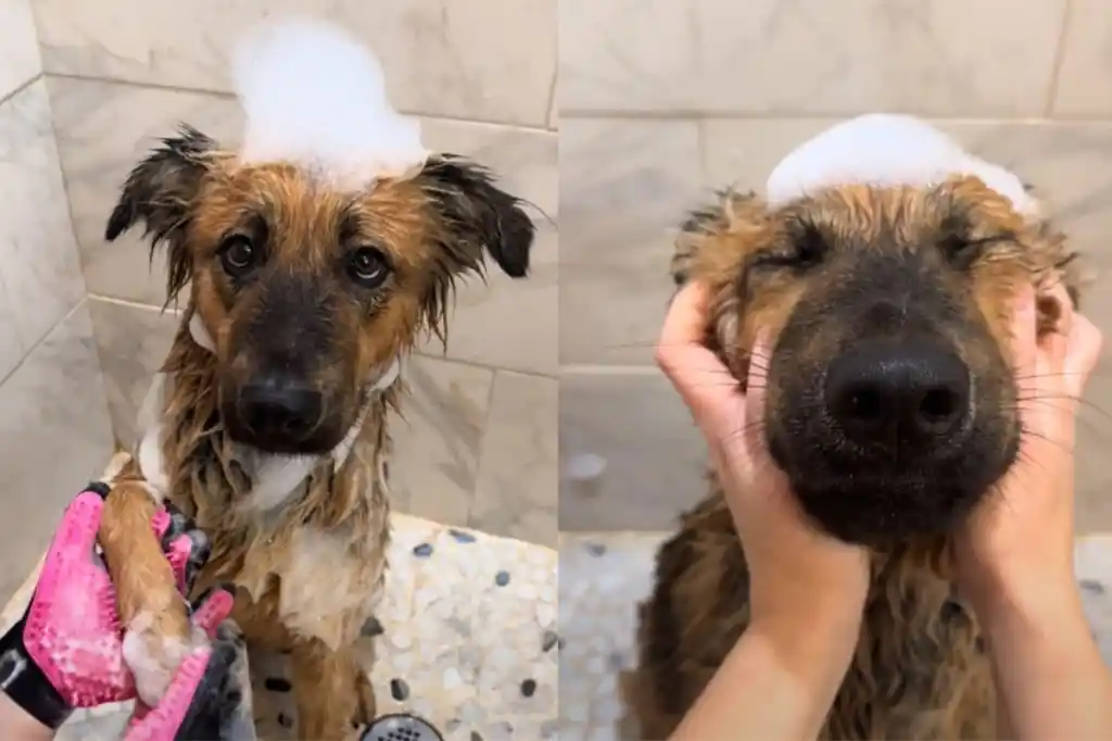 TikTok video of foster dog enjoying bath.