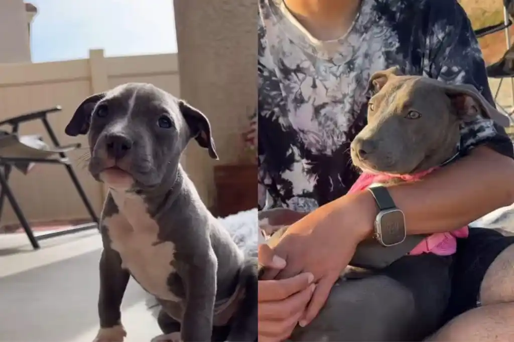 Pit Bull video