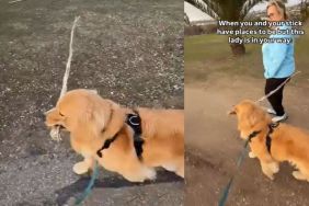 Video: Dog Proves Nothing Is More Important to Him Than His Stick