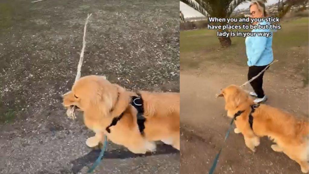 Video: Dog Proves Nothing Is More Important to Him Than His Stick