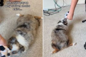 dog swivel chair playtime