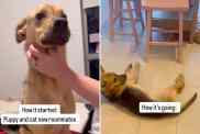 rescue dog cat video