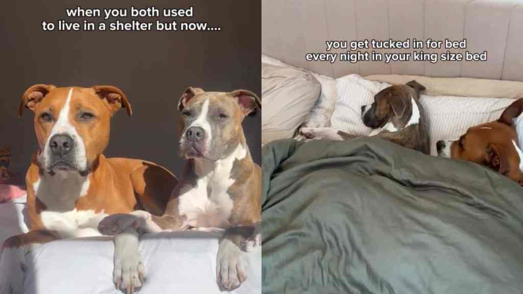Rescue Dogs Live 'Rags to Riches' Life in Heartwarming Video