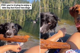 dogs play fetch video