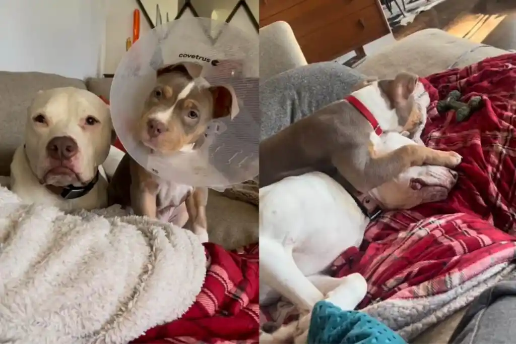 Video of Pit Bull with foster puppy.