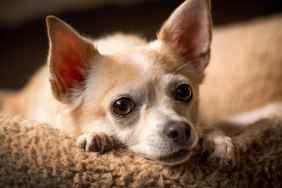 Photograph of a tan and white Chihuahua, a dog breed naturally more prone to having open fontanel.
