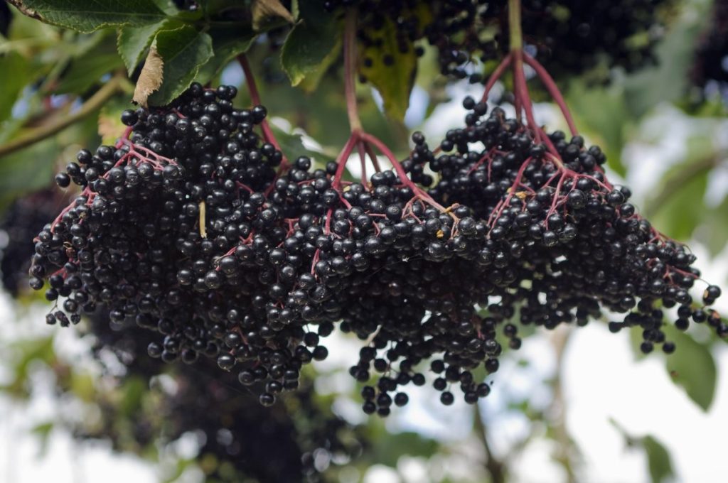 Close-up of elderberries on a tree.