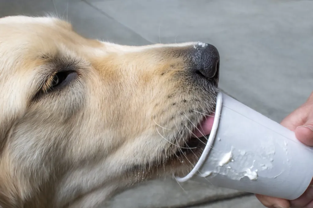 A golden retriever dog as he drinks a frothy milky drink from a hand held paper cup.