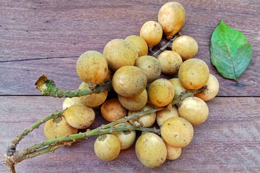 Close-up of Lanzones or Duku fruit.