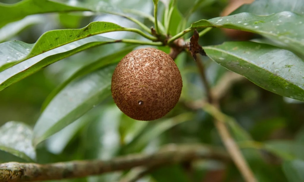 Close-up of unripe Sapodilla fruit, which can be safe for dogs to eat if properly prepared, growing on tree
