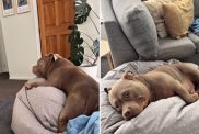 American Bully dog video