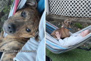 foster dog video