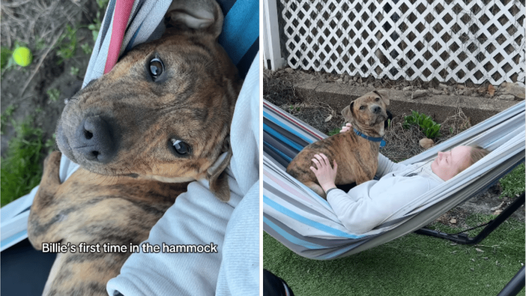 foster dog video