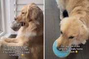 cute dog video