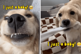funny dog video