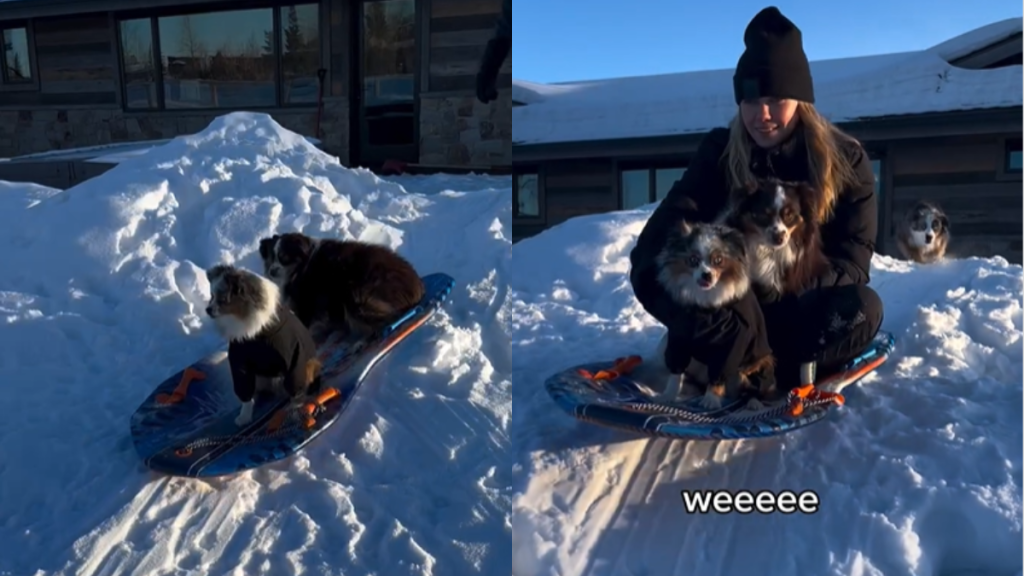 adorable dogs video