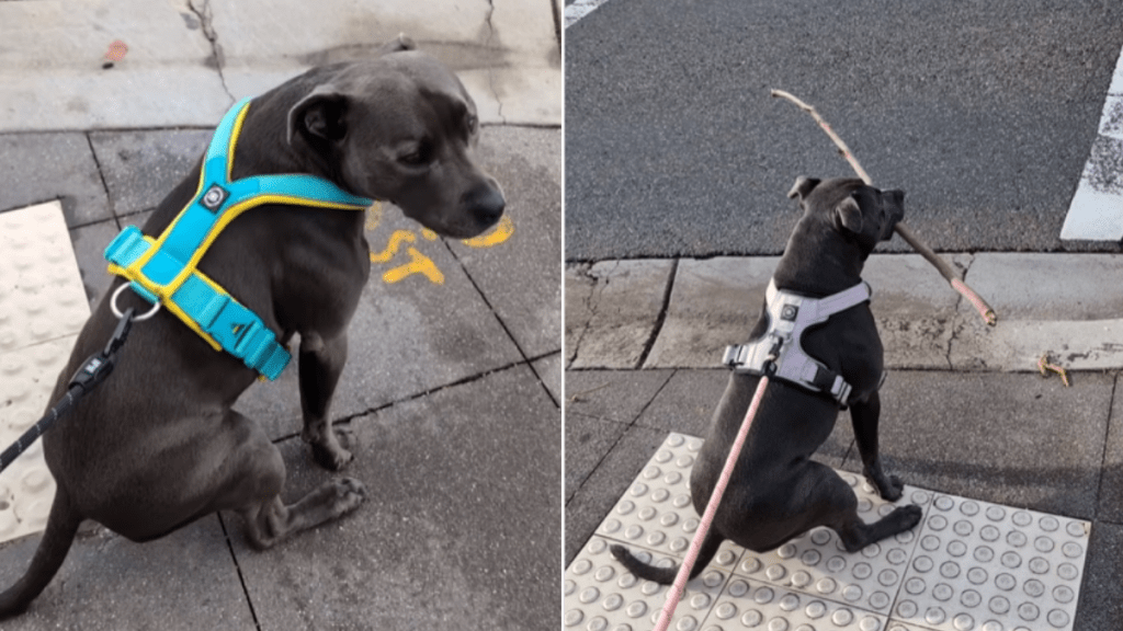 funny dog video