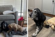 senior dog puppy video