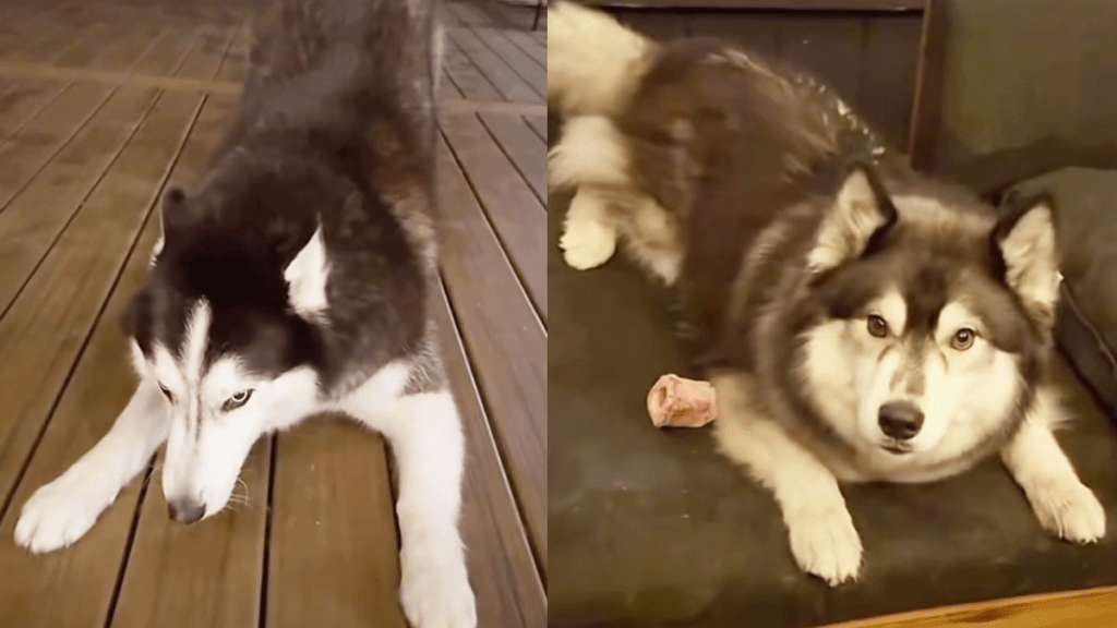dog bunny mode