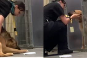 shelter dog video