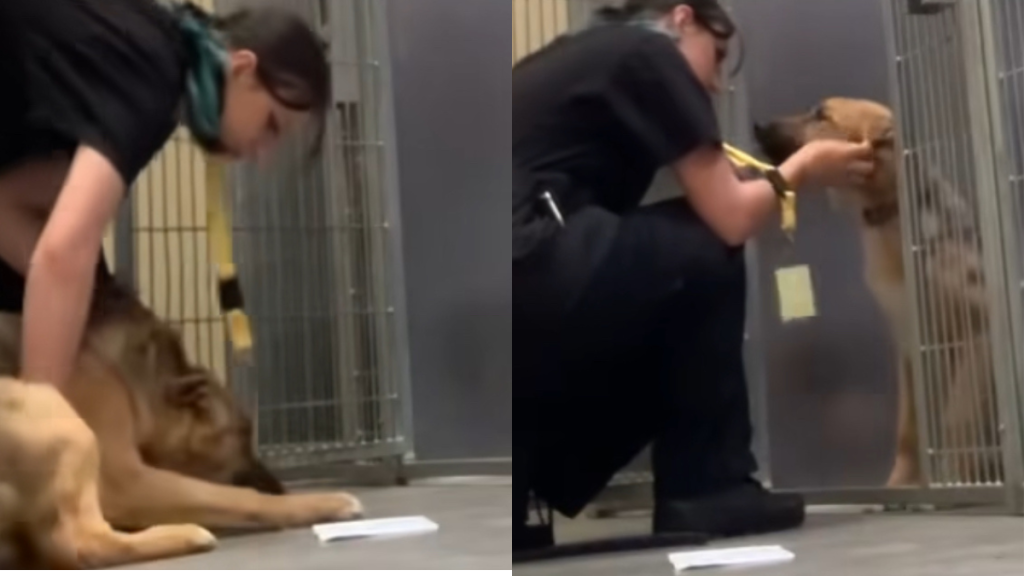 shelter dog video