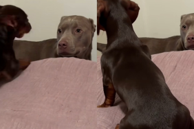 dog sister video
