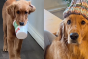 golden-retriever-morning-routine-video
