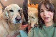dog grooming video